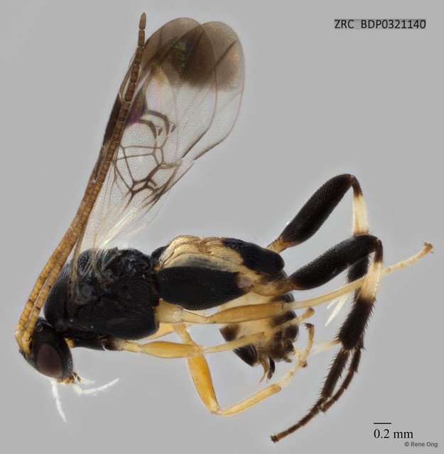 Braconidae sp. "ZRCBDP0321140" • © Rene Ong • All Rights Reserved