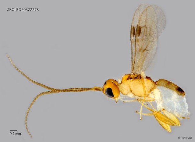 Braconidae sp. "ZRCBDP0322278" • © Rene Ong • All Rights Reserved