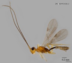 Braconidae sp. "ZRCBDP0340810" • © Rene Ong • All Rights Reserved