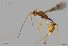 Braconidae sp. "ZRCBDP0340810" • © Rene Ong • All Rights Reserved