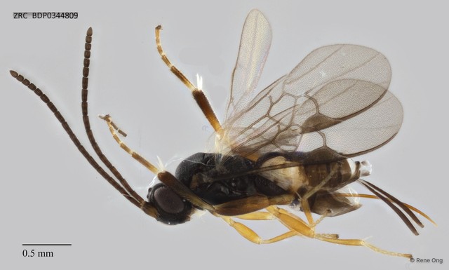 Microgastrinae sp. "ZRCBDP0343565" • © Rene Ong • All Rights Reserved