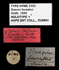 Shelfordia foveata • All Rights Reserved Museum Label
