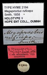 Spathius ruficeps • All Rights Reserved Museum Label