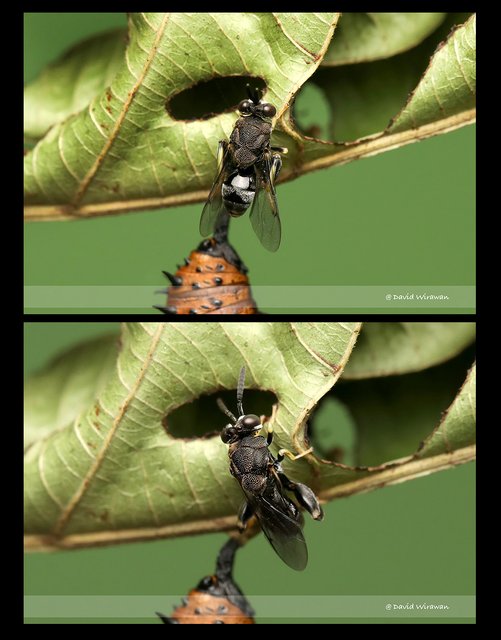 Brachymeria sp. "108f7a33" • © David Wirawan • All Rights Reserved