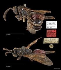 Megalocolus proctotuperator • © Ang Yuchen • All Rights Reserved