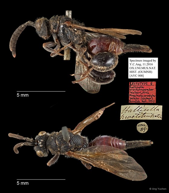Megalocolus proctotuperator • © Ang Yuchen • All Rights Reserved