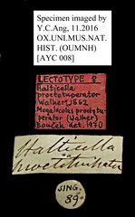 Megalocolus proctotuperator • All Rights Reserved Museum Label