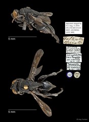 Tainaniella spinator (Walker, 1862)