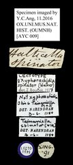 Tainaniella spinator • All Rights Reserved Museum Label