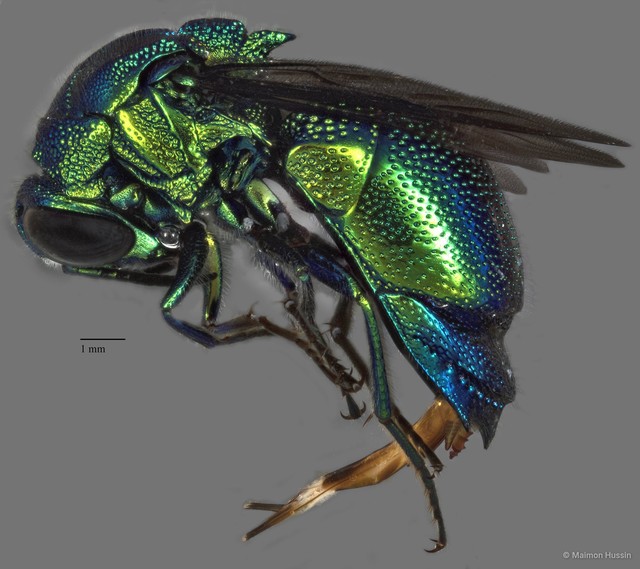 Chrysididae sp. "ZRCBDP0019716" • © Maimon Hussin • All Rights Reserved