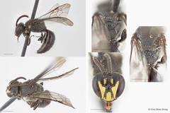 Hylaeus (Nesoprosopis) transversalis sp. "2 [pronotal marks smaller]"