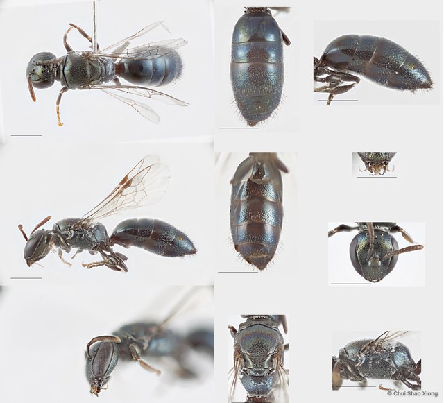 Hylaeus sp. "5 [blue metallic, from MIP]" • © Chui Shao Xiong • All Rights Reserved