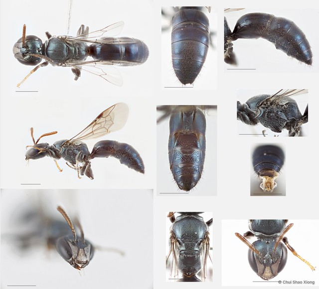 Hylaeus sp. "5 [blue metallic, from MIP]"