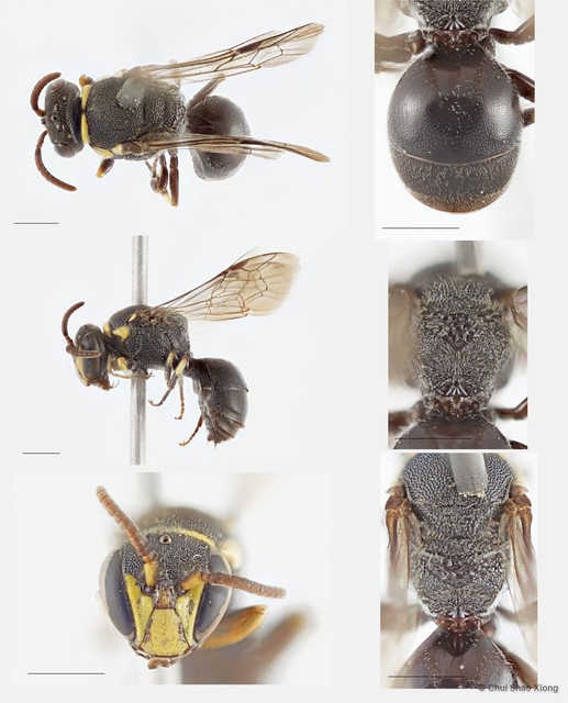 Hylaeus (Nesoprosopis) transversalis sp. "6" • © Chui Shao Xiong • All Rights Reserved