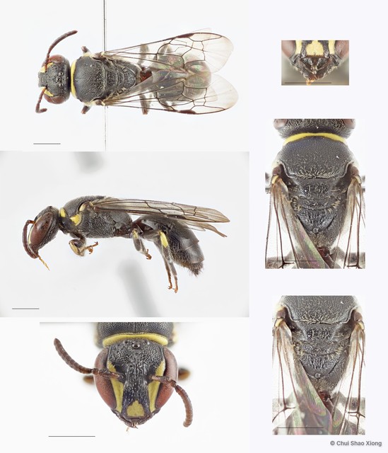 Hylaeus (Indialaeus) sp. "[large, pronotum with unbroken yellow]" • © Chui Shao Xiong • All Rights Reserved