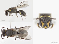 Hylaeus (Nesoprosopis) borneensis • © Chui Shao Xiong • All Rights Reserved