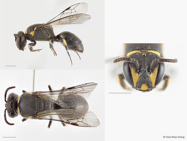 Hylaeus (Nesoprosopis) borneensis