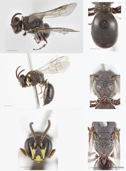 Hylaeus (Nesoprosopis) borneensis