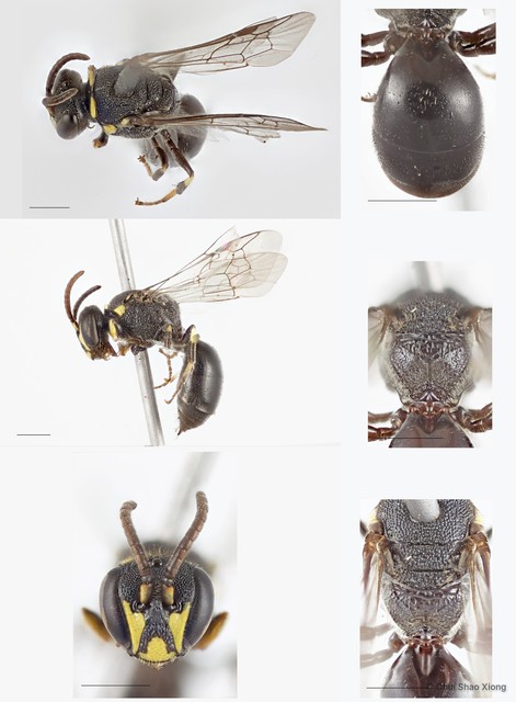 Hylaeus (Nesoprosopis) borneensis • © Chui Shao Xiong • All Rights Reserved