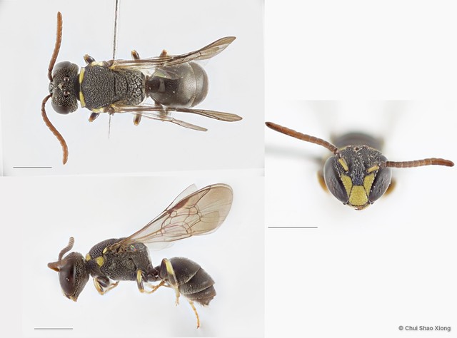 Hylaeus (Nesoprosopis) penangensis