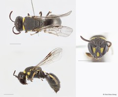 Hylaeus (Nesoprosopis) penangensis