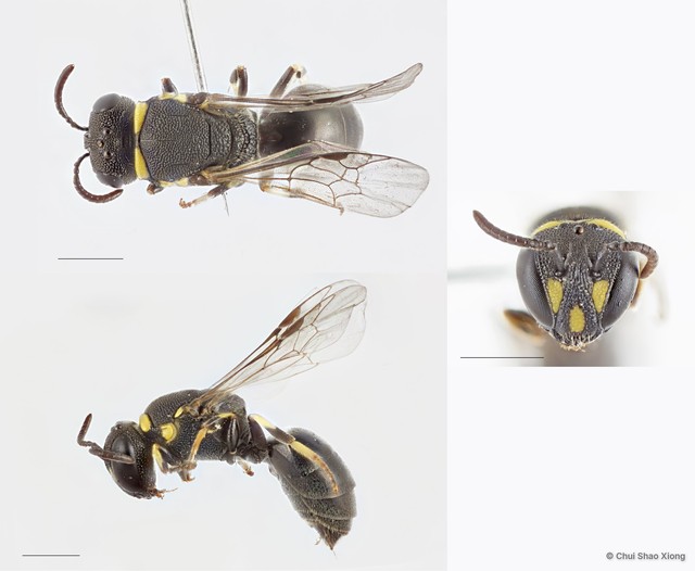 Hylaeus (Nesoprosopis) penangensis • © Chui Shao Xiong • All Rights Reserved