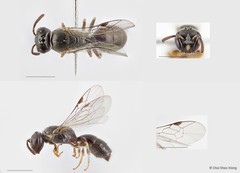 Hylaeus (Gephyrohylaeus) sandacanensis