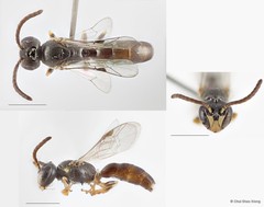 Hylaeus (Gephyrohylaeus) sandacanensis • © Chui Shao Xiong • All Rights Reserved