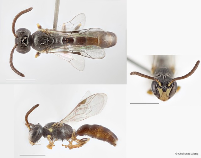 Hylaeus (Gephyrohylaeus) sandacanensis