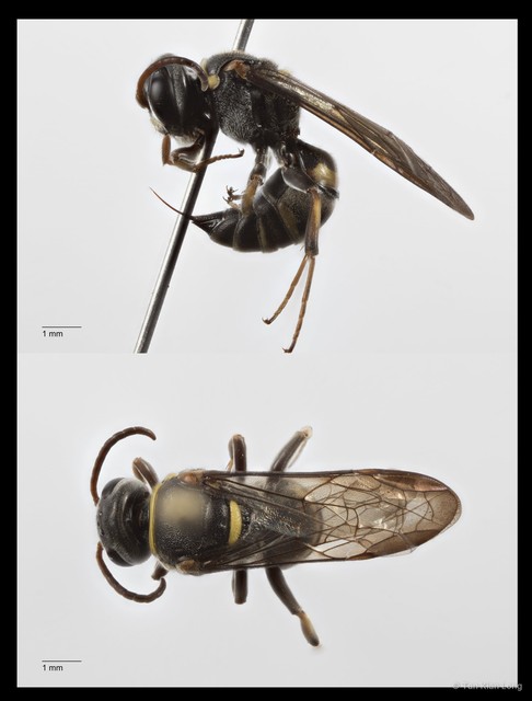 Argogorytes sp. "1" • © Tan Kian Long • All Rights Reserved