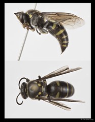 Bembecinus borneanus • © Tan Kian Long • All Rights Reserved