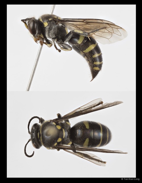 Bembecinus borneanus • © Tan Kian Long • All Rights Reserved