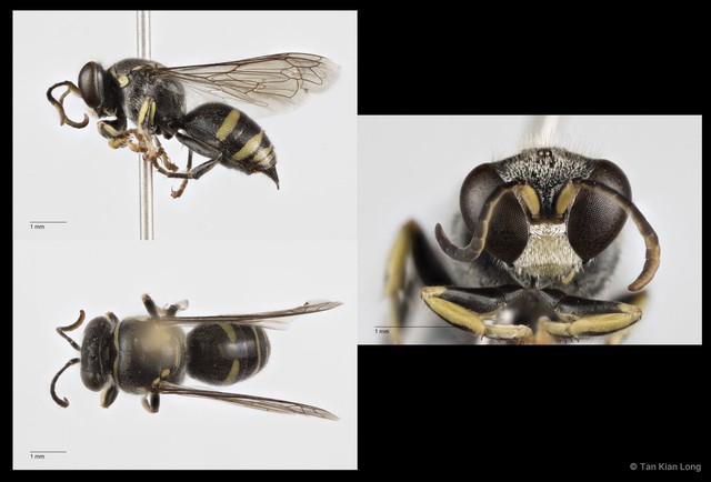 Bembecinus littoralis