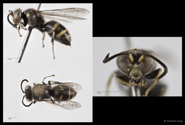 Bembecinus reversus