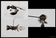 Carinostigmus sp. "cf. maior" • © Tan Kian Long • All Rights Reserved