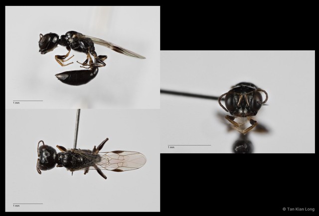 Carinostigmus sp. "cf. maior"