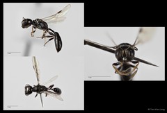 Carinostigmus sp. "cf. maior" • © Tan Kian Long • All Rights Reserved