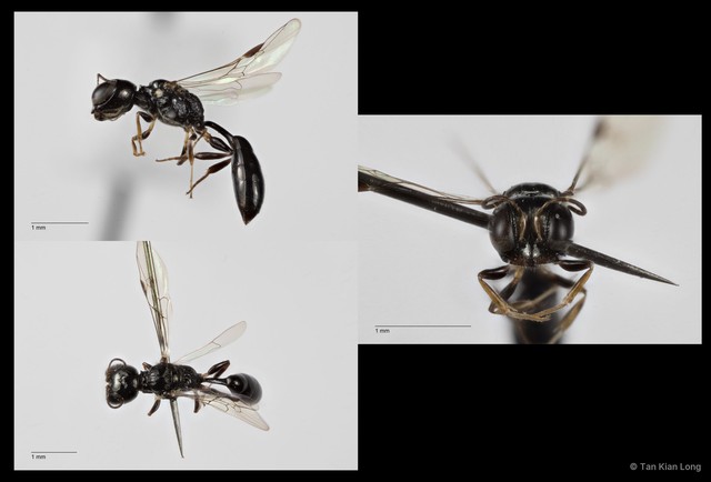 Carinostigmus sp. "cf. maior"