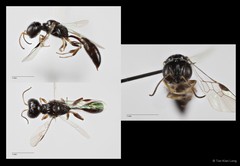 Carinostigmus sp. "cf. maior" • © Tan Kian Long • All Rights Reserved