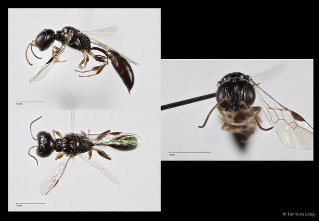 Carinostigmus sp. "cf. maior" • © Tan Kian Long • All Rights Reserved