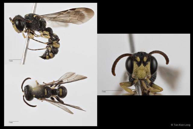 Cerceris pictiventris