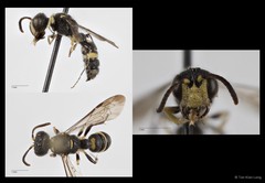 Cerceris pictiventris Dahlbom, 1845