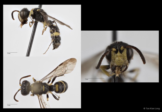 Cerceris pictiventris • © Tan Kian Long • All Rights Reserved