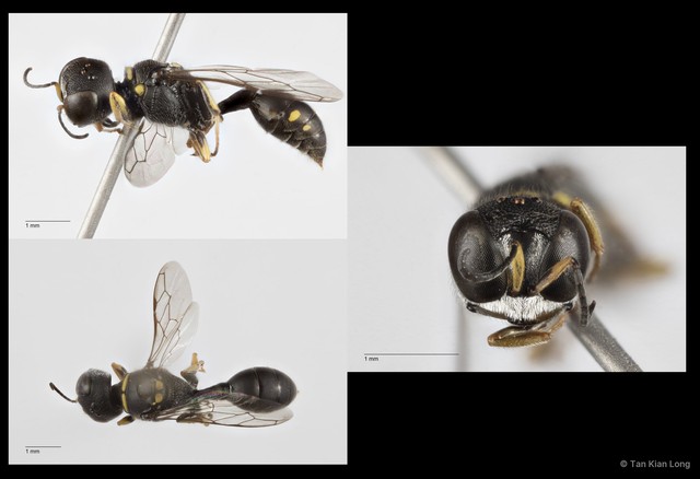 Dasyproctus sp. "9a5fa067" • © Tan Kian Long • All Rights Reserved