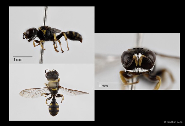 Dasyproctus pentheri • © Tan Kian Long • All Rights Reserved
