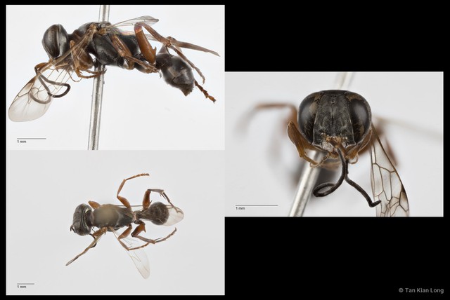 Dicranorhina ruficollis • © Tan Kian Long • All Rights Reserved