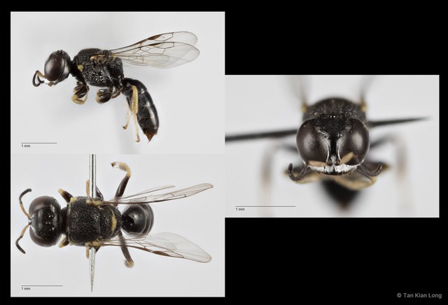 Encopognathus sp. "ecfc7b7a" • © Tan Kian Long • All Rights Reserved