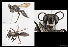Liris subtessellatus
