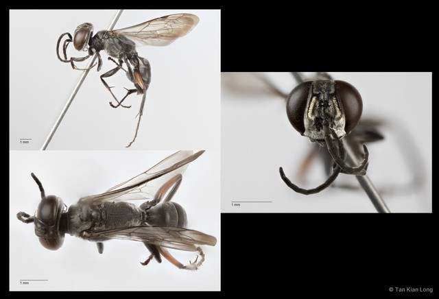 Liris subtessellatus