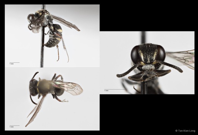 Nysson sp. "108f79d8" • © Tan Kian Long • All Rights Reserved
